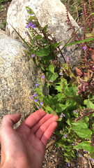 Scutellaria lateriflora