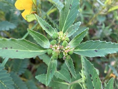 Euphorbia davidii