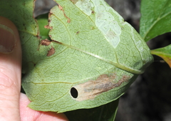 Phyllocnistis ampelopsiella