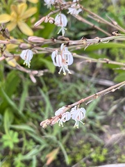 Trachyandra revoluta