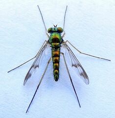 Condylostylus scaber