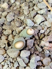 Xylaria polymorpha