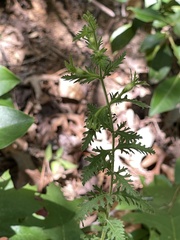 Aureolaria pedicularia