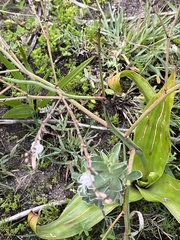 Trachyandra revoluta