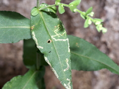 Ophiomyia asterovora