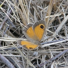 Pyronia cecilia