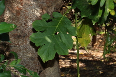 Solanum chrysotrichum