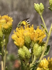 Agapostemon