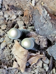 Xylaria polymorpha