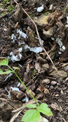 Kretzschmaria deusta