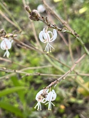 Trachyandra revoluta