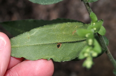 Ophiomyia asterovora