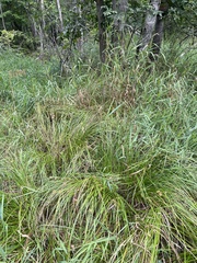Carex tuckermanii