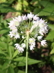 Allium cernuum