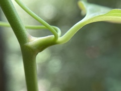 Smilax bona-nox
