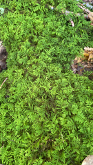 Thuidium