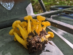 Leotia lubrica