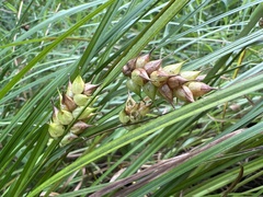 Carex tuckermanii