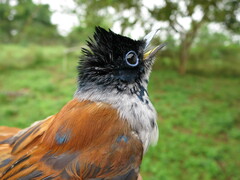 Terpsiphone atrochalybeia