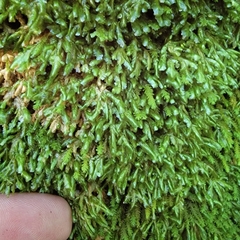 Homalia trichomanoides