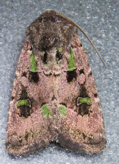 Lacinipolia