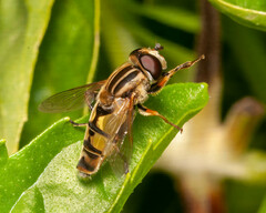 Helophilus latifrons