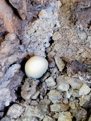 Xylaria polymorpha