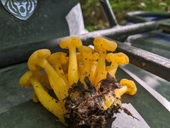 Leotia lubrica