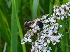 Volucella pellucens