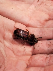 Odontotaenius disjunctus