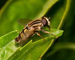 Helophilus latifrons