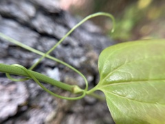 Smilax bona-nox
