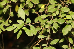 Prunus spinosa
