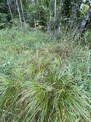 Carex tuckermanii