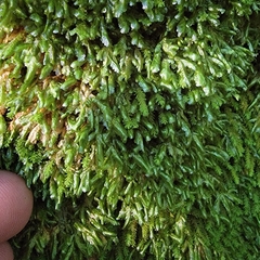 Homalia trichomanoides