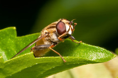 Helophilus latifrons