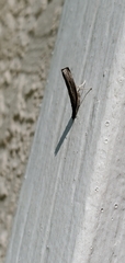 Fissicrambus mutabilis