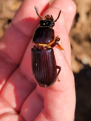 Odontotaenius disjunctus