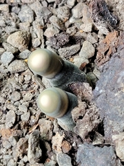 Xylaria polymorpha