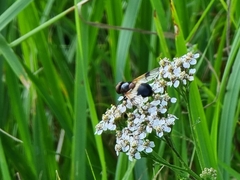 Volucella pellucens