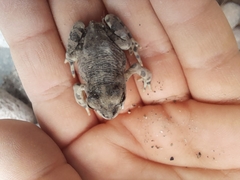 Rhinella limensis