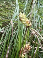 Carex tuckermanii