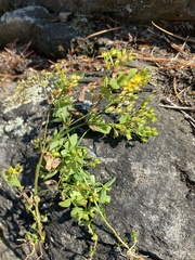 Hypericum mutilum