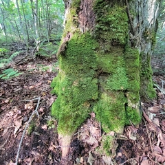 Homalia trichomanoides