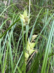 Carex tuckermanii