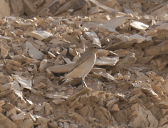 Oenanthe isabellina