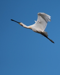 Platalea leucorodia