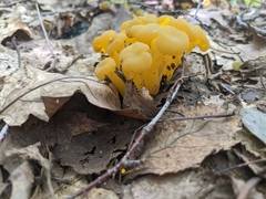 Leotia lubrica