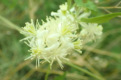 Clematis ligusticifolia