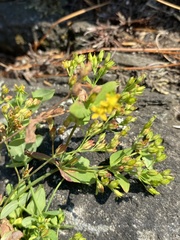 Hypericum mutilum